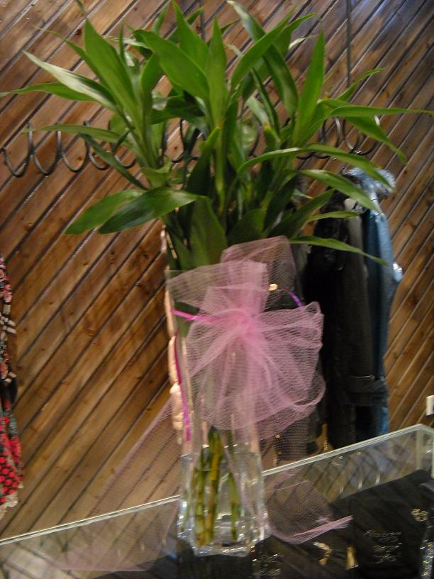 DSCN0261.JPG