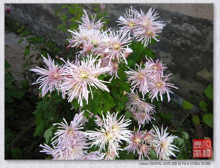 【活动作业】一任协里彩叶舞 七色田园五谷香