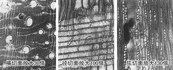 δ-1.jpg