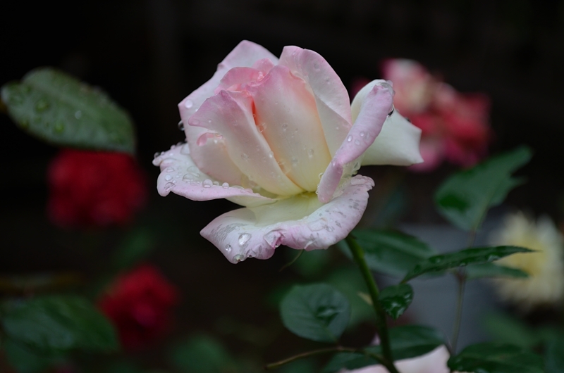 三村小景--晚春的雨 - 摄影沙龙 - 安庆E网