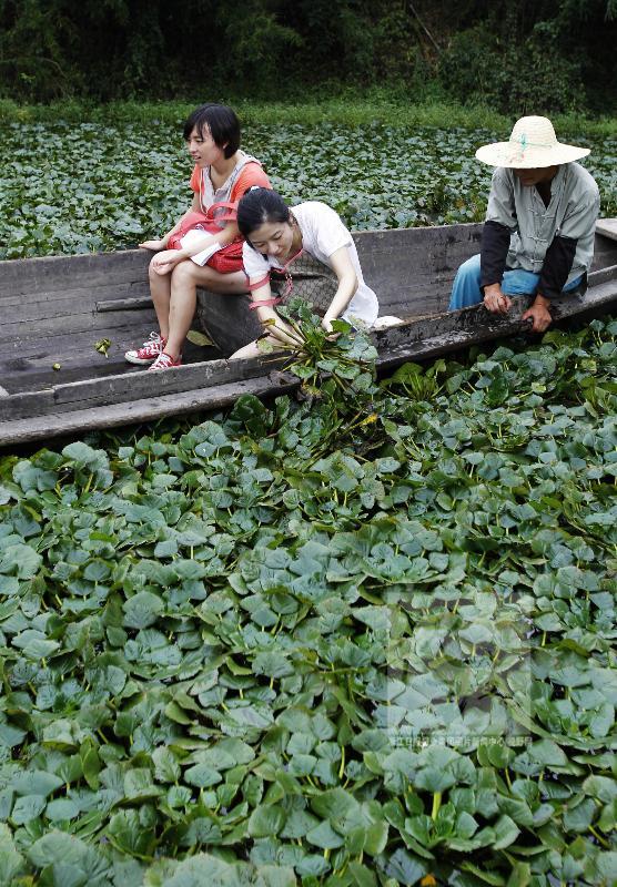 菱角菜亲--白苓涧人