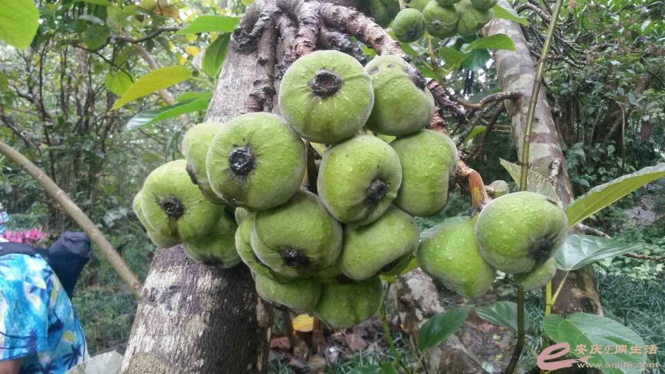 美利达俱乐部单车海南行 直播 - 骑兵营 - 安庆E