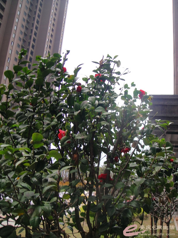DSC03992_.jpg