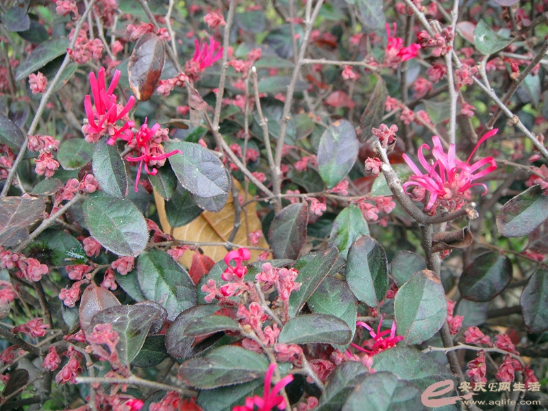 DSC03994_.jpg