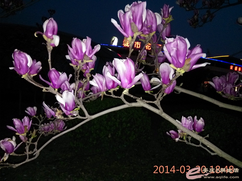 IMG_20140320_184822_.jpg