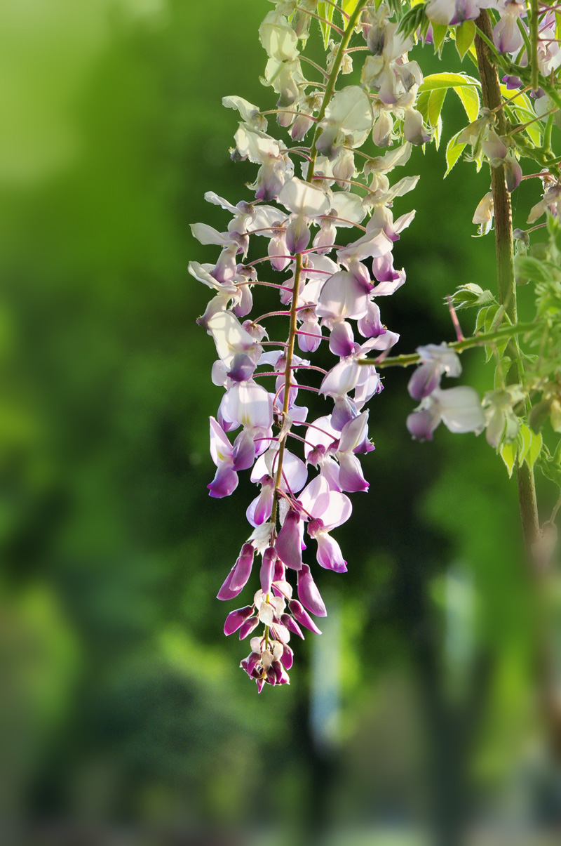 藤缠树下紫云飞 - 摄影沙龙 - 安庆E网生活