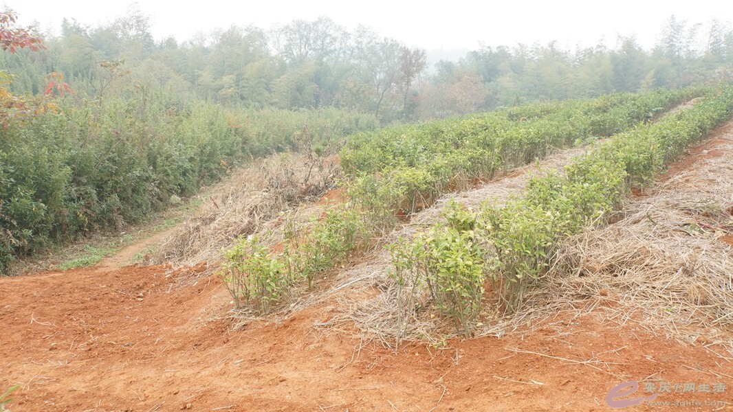 首届杏花村文化旅游区杏花追梦山地自行车越