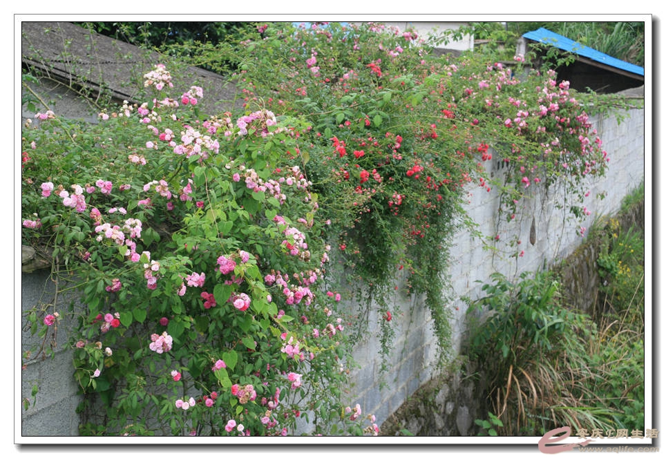 20150517 196.jpg