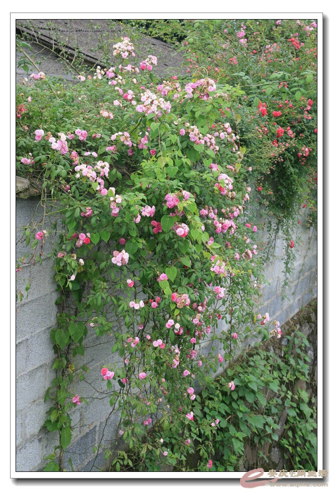 20150517 208.jpg