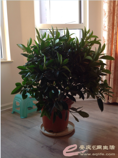 QQͼƬ20150814220104.png