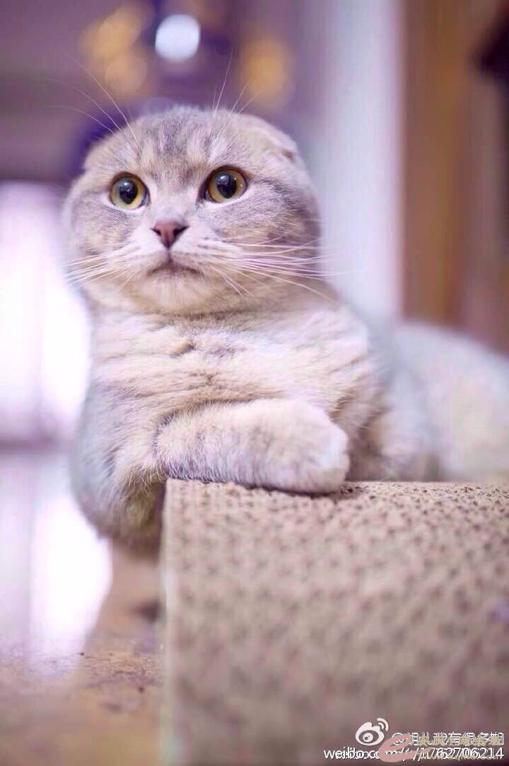 纯种苏格兰折耳猫出售 端午色 - 宠物花鸟 - 安庆