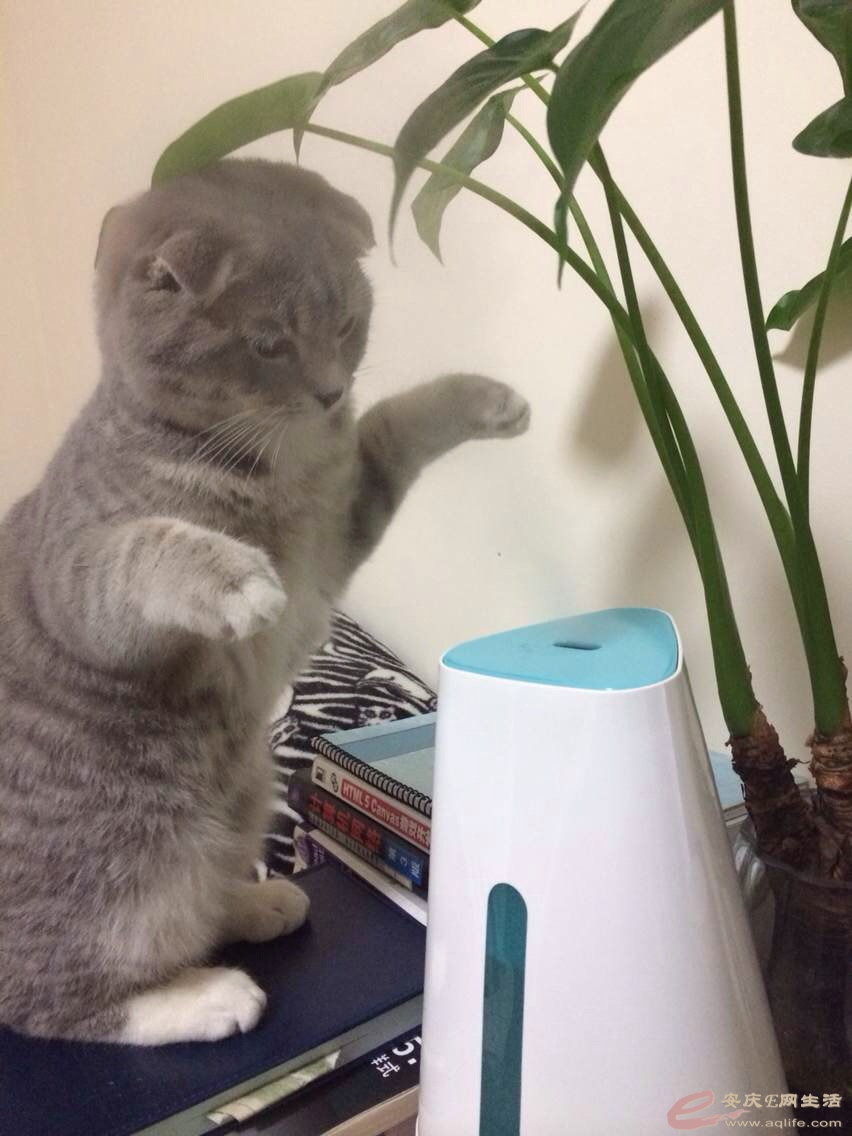 纯种苏格兰折耳猫出售 端午色 - 宠物花鸟 - 安庆