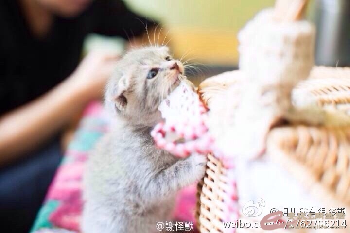 纯种苏格兰折耳猫出售 端午色 - 宠物花鸟 - 安庆