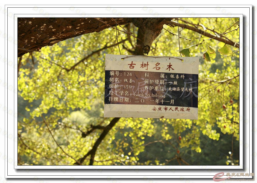 2014100106 539.jpg