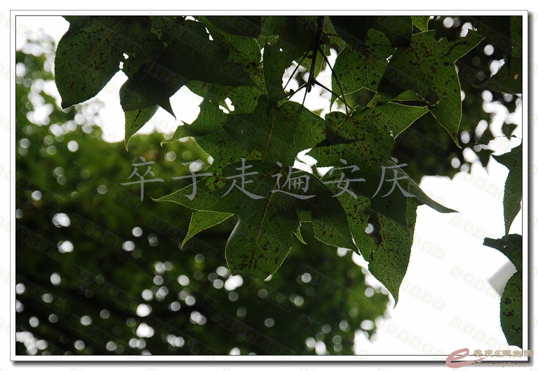 DSC_7336.jpg