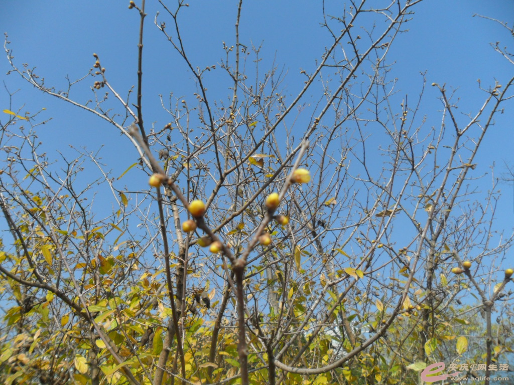 禁限烟花燃放令 ,安庆E网