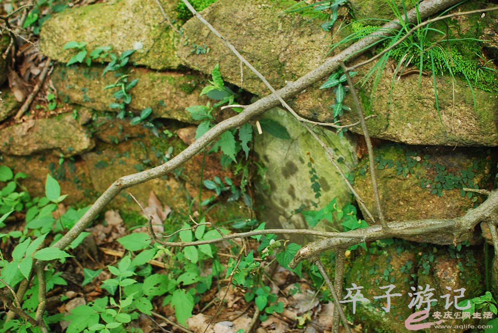 DSC_0850.jpg