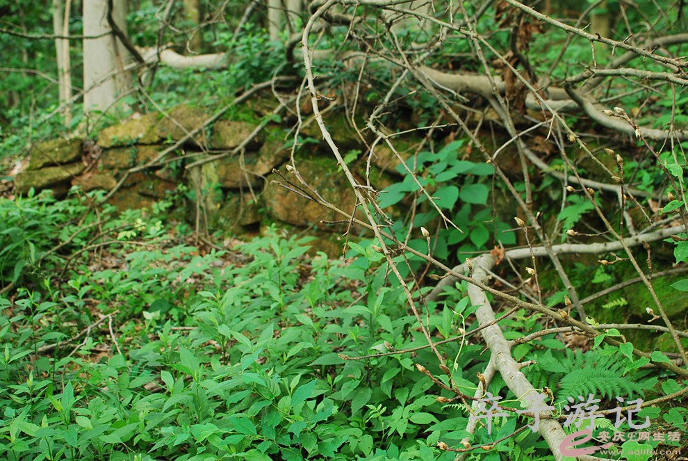 DSC_0852.jpg