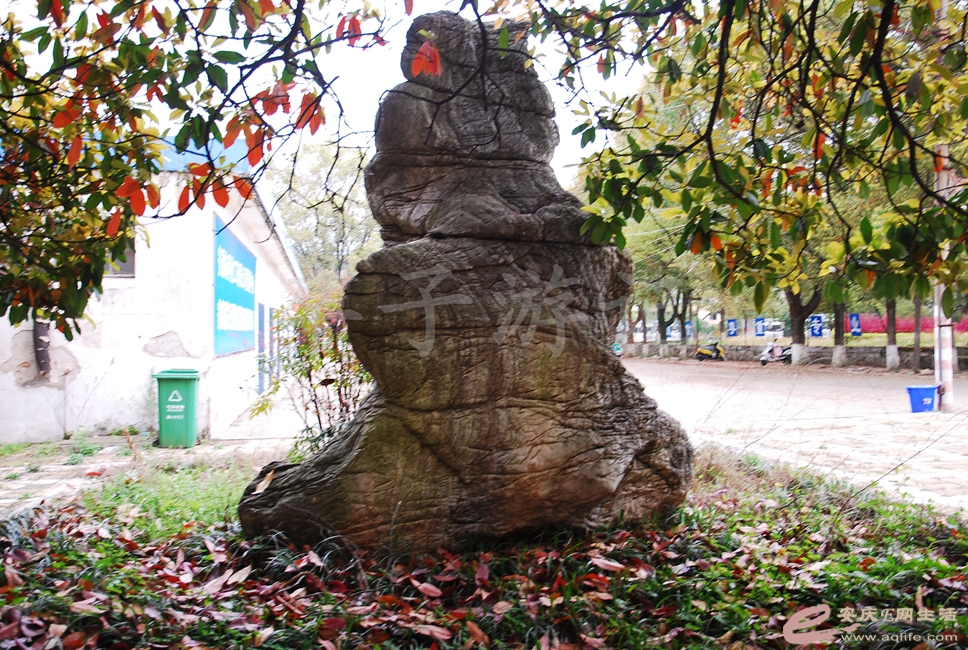 DSC_2762.jpg
