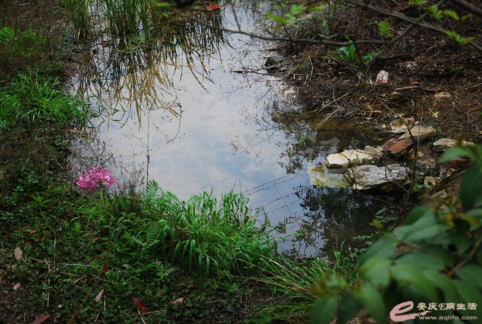 DSC_2764.jpg