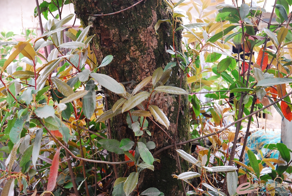 DSC_2785.jpg