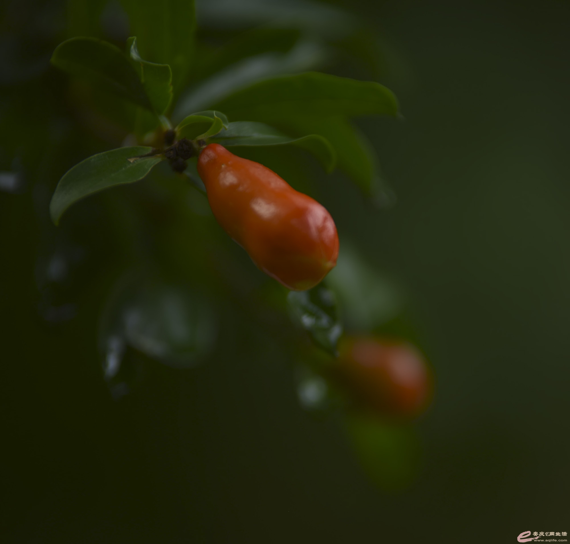 DSC_1750.jpg