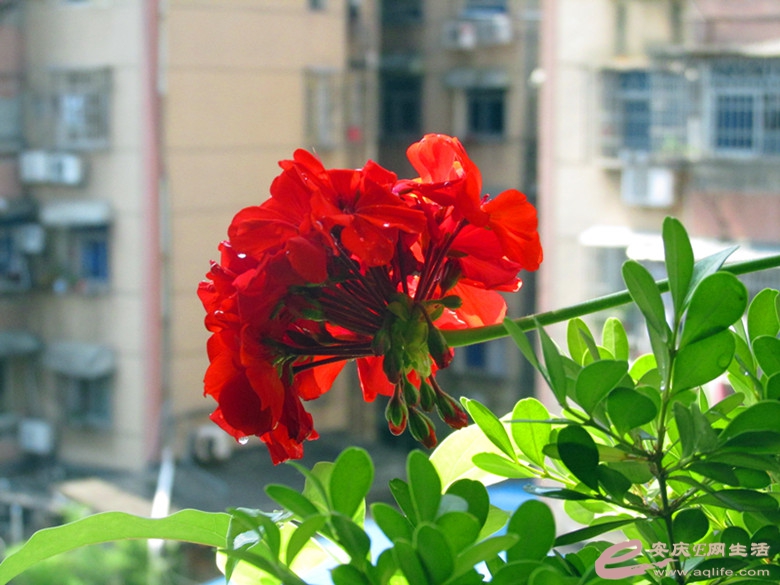 IMG_4563_.jpg