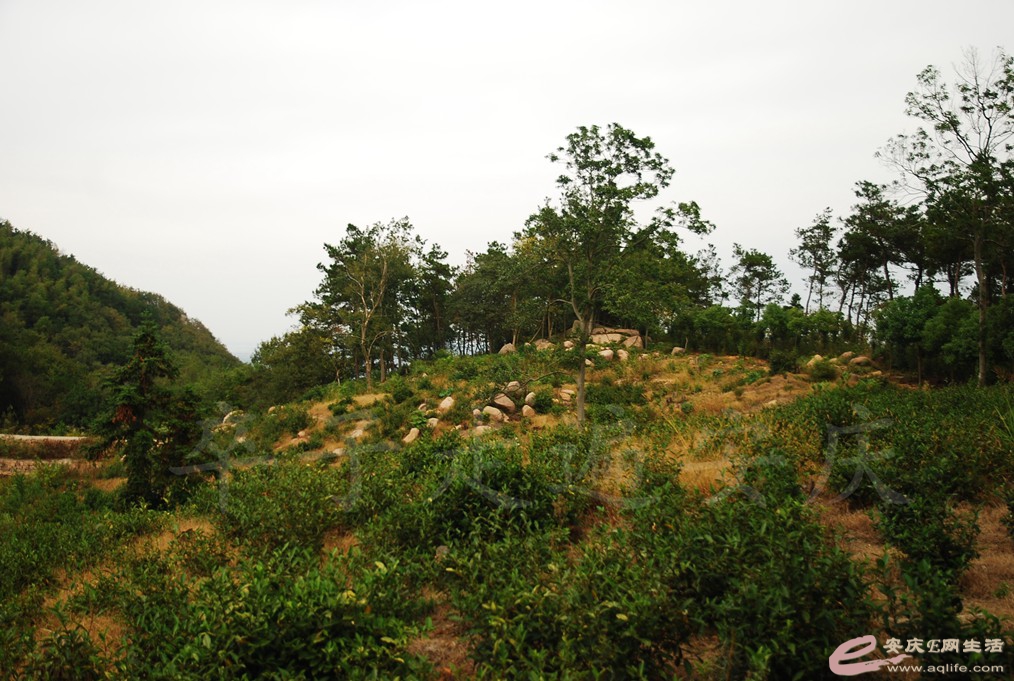 DSC_1591.jpg