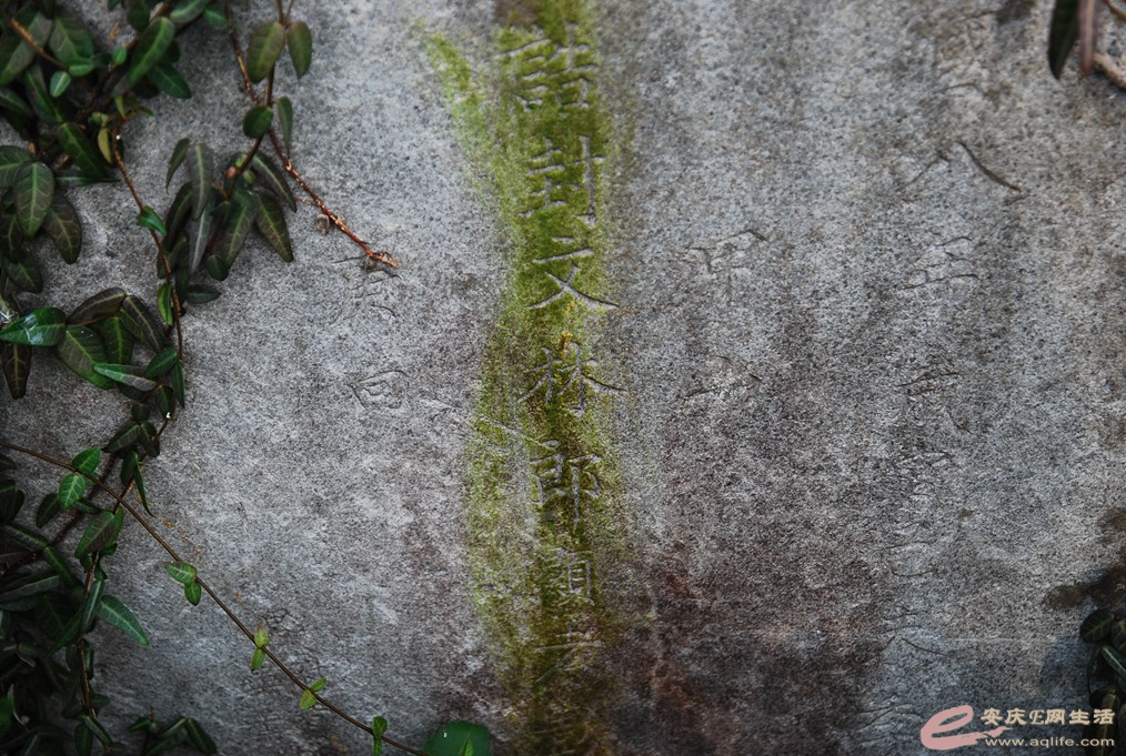 DSC_1619.jpg