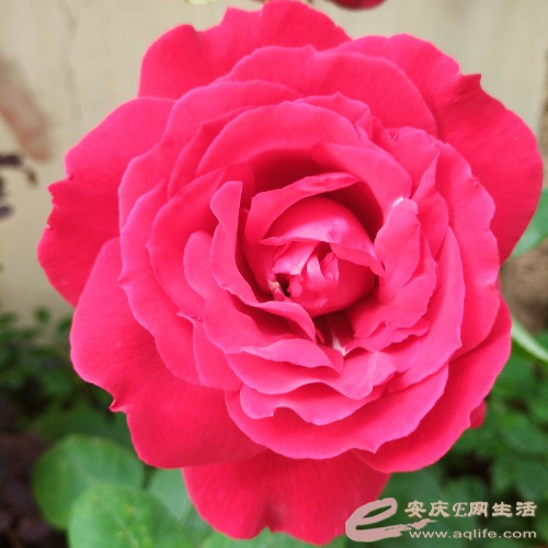 IMG_20210507_164247_1.jpg