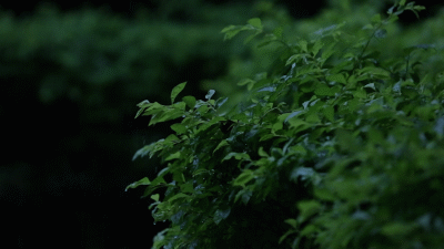 ug00a5cd.gif