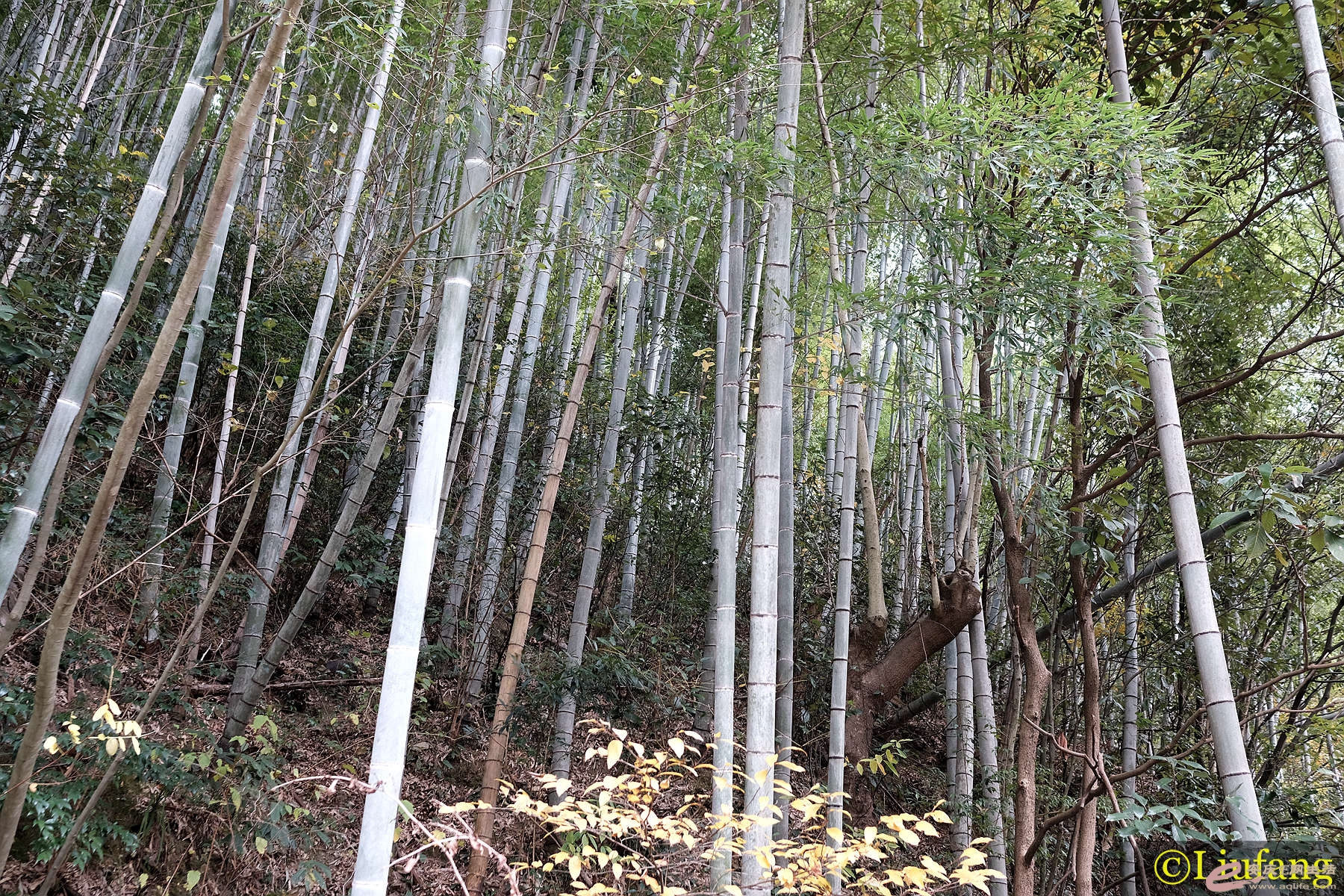 DSCF4076__.jpg