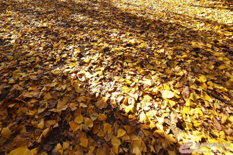 DSC_2555-800.jpg