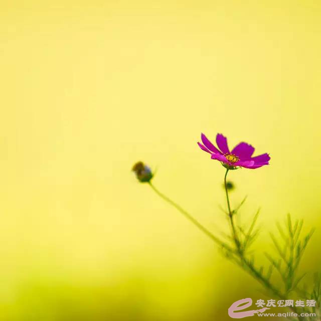 mmexport43bfd3ddf8ed450527eef328b75bc6c5_1647783995540.jpeg