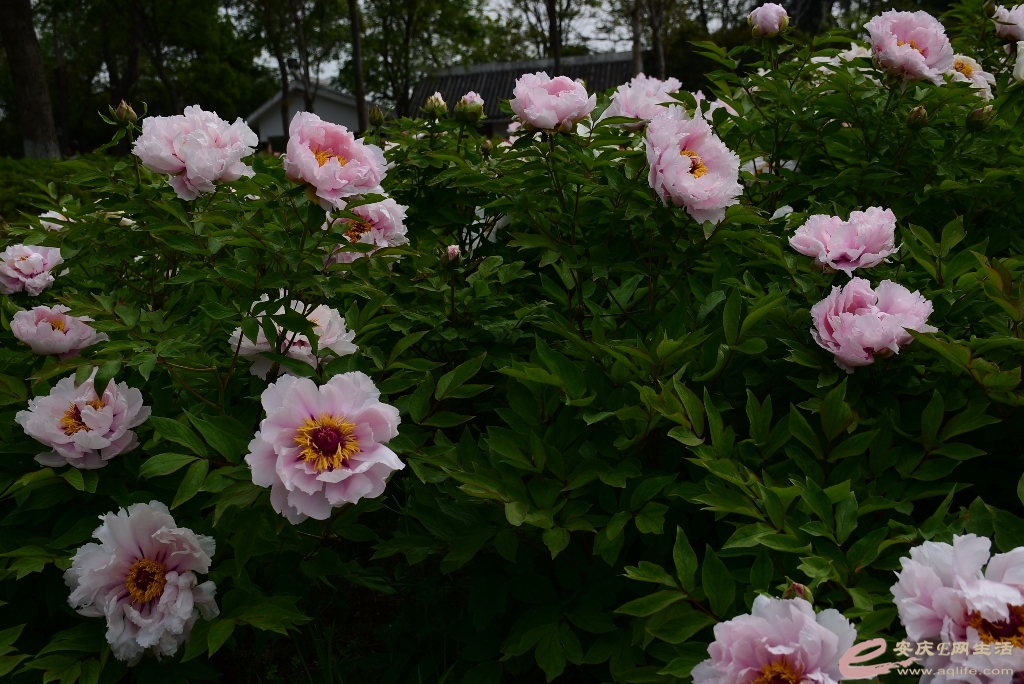 DSC_0073.JPG