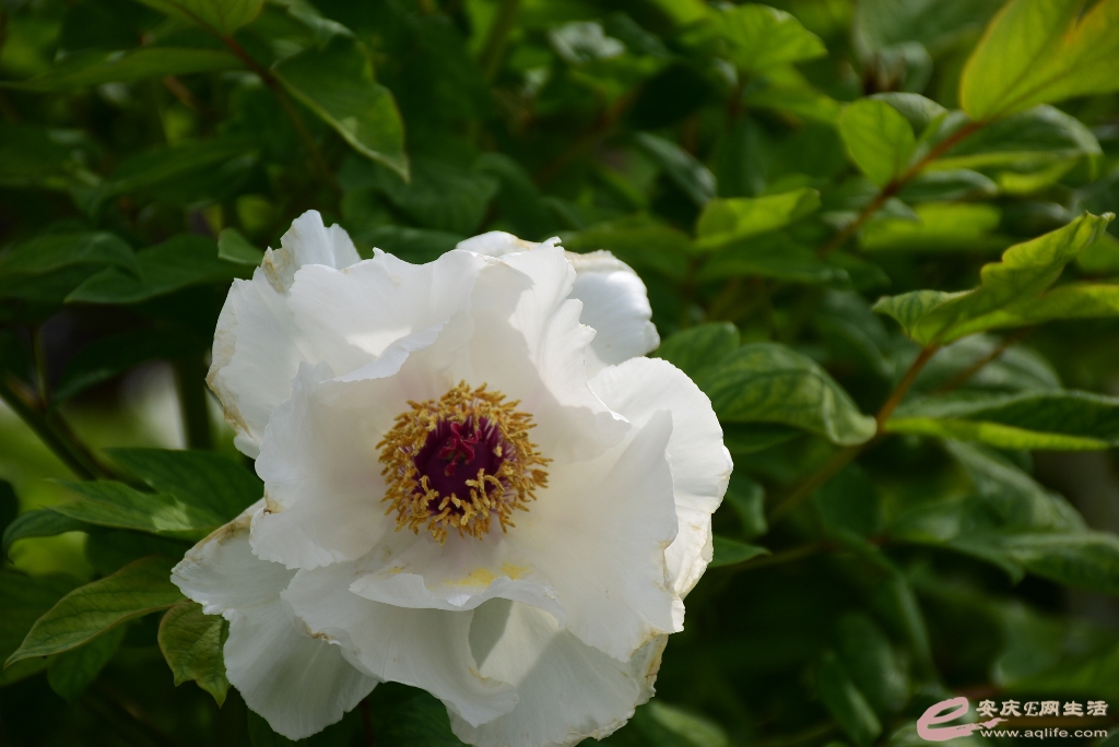 DSC_0055.JPG