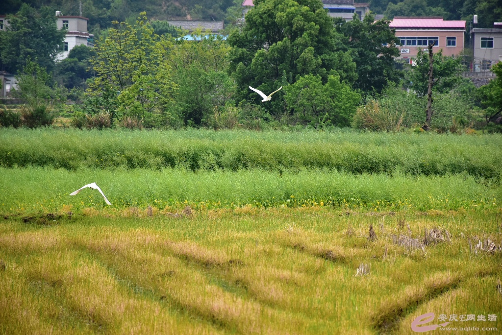 DSC_0182.JPG