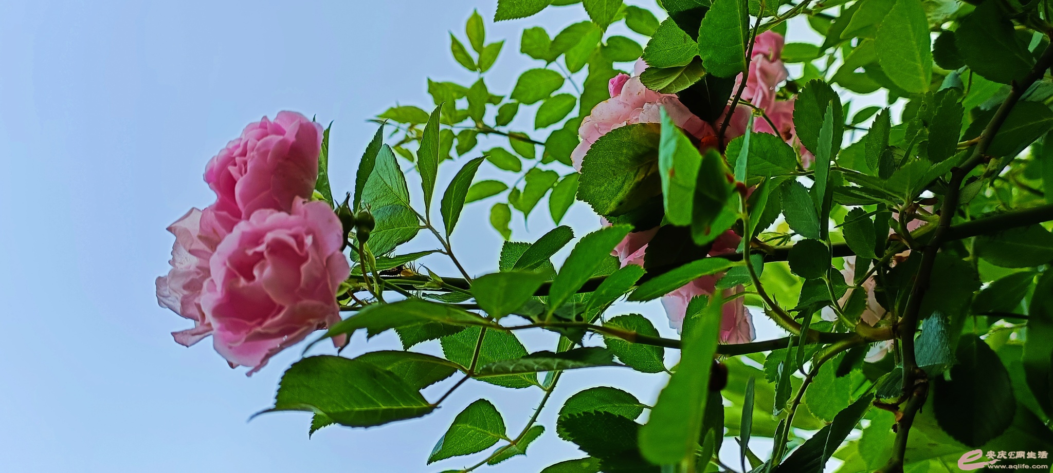 1650762625898517.jpeg