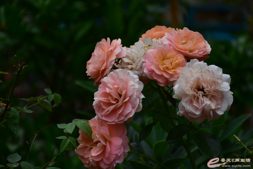DSC_0109.JPG
