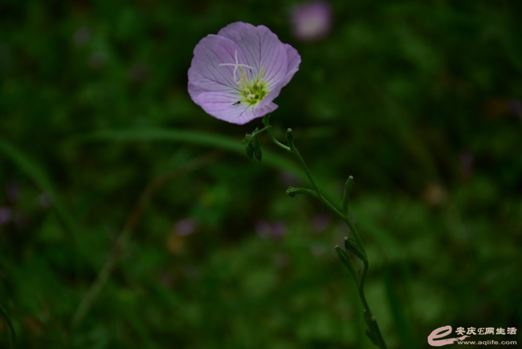 DSC_0461.JPG