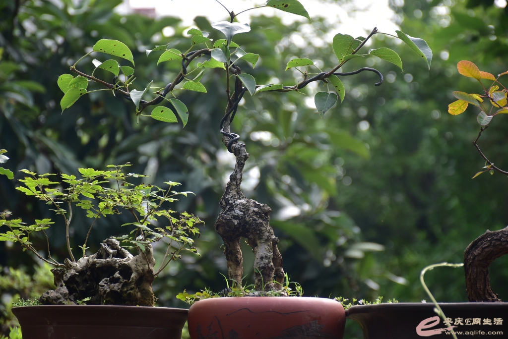 DSC_0065.JPG