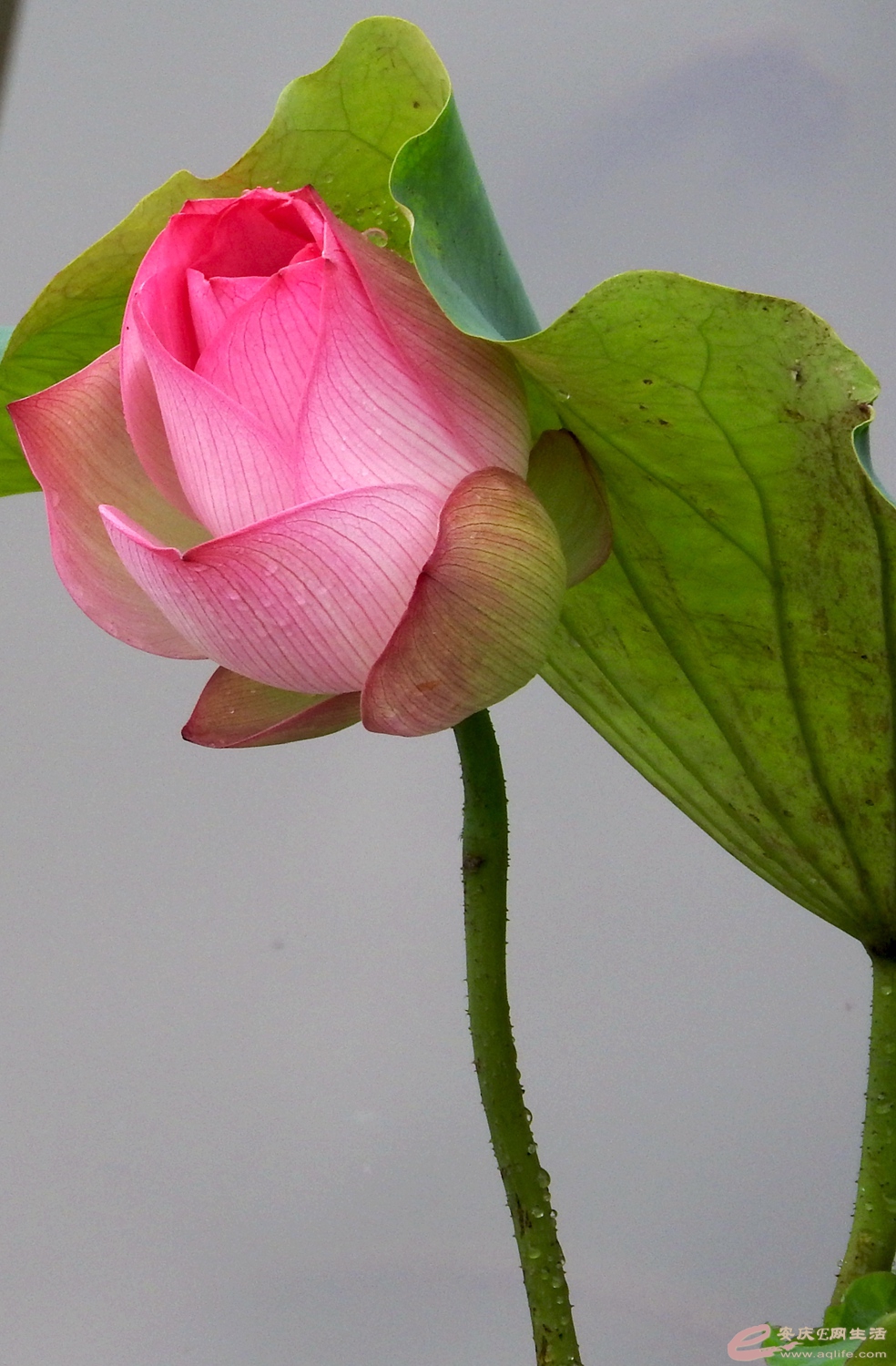DSCN1350_.jpg