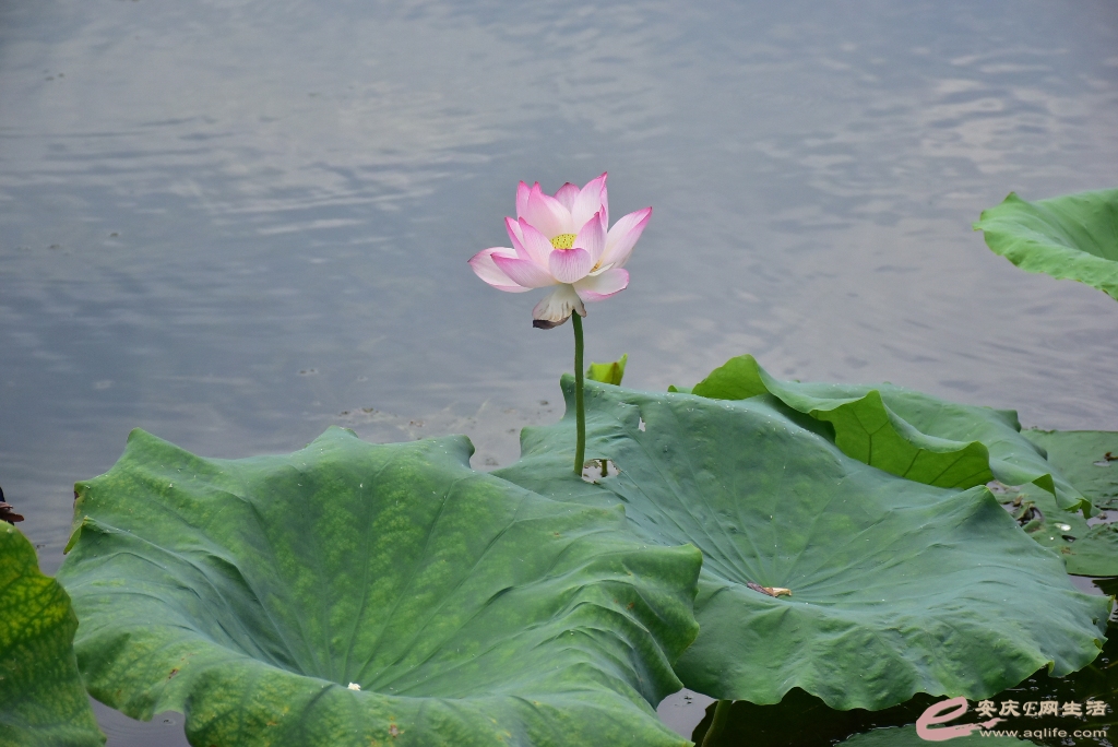 DSC_0504.JPG