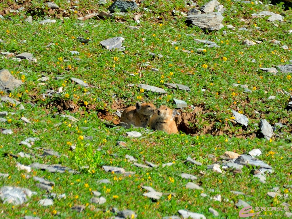 DSC_0906.JPG