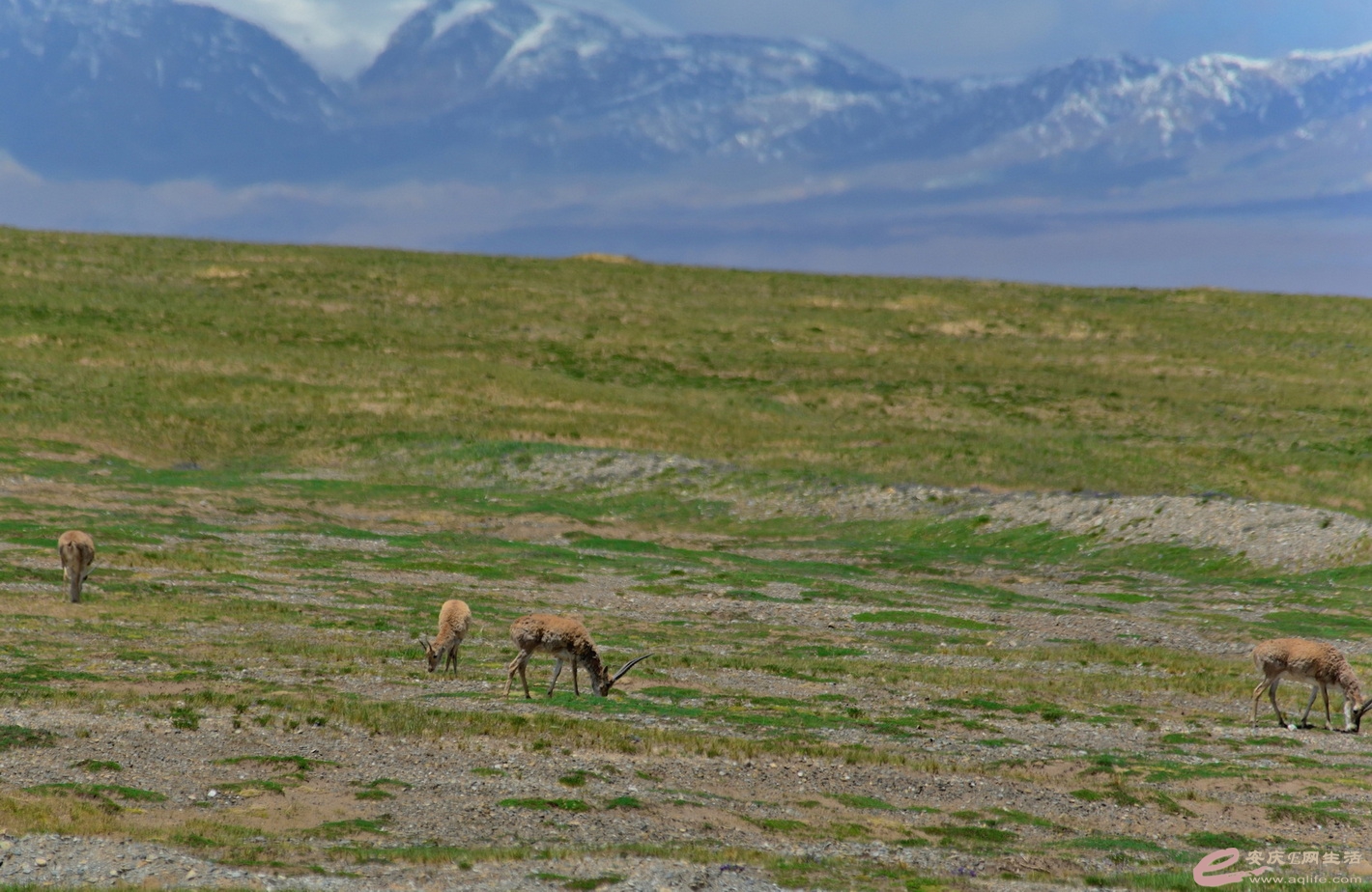 DSC_1066.JPG
