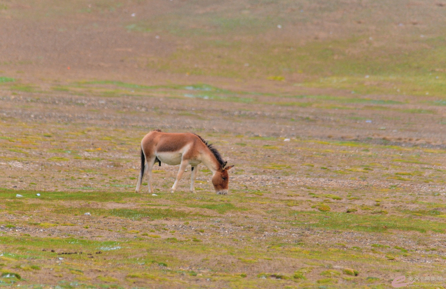 DSC_1159.JPG