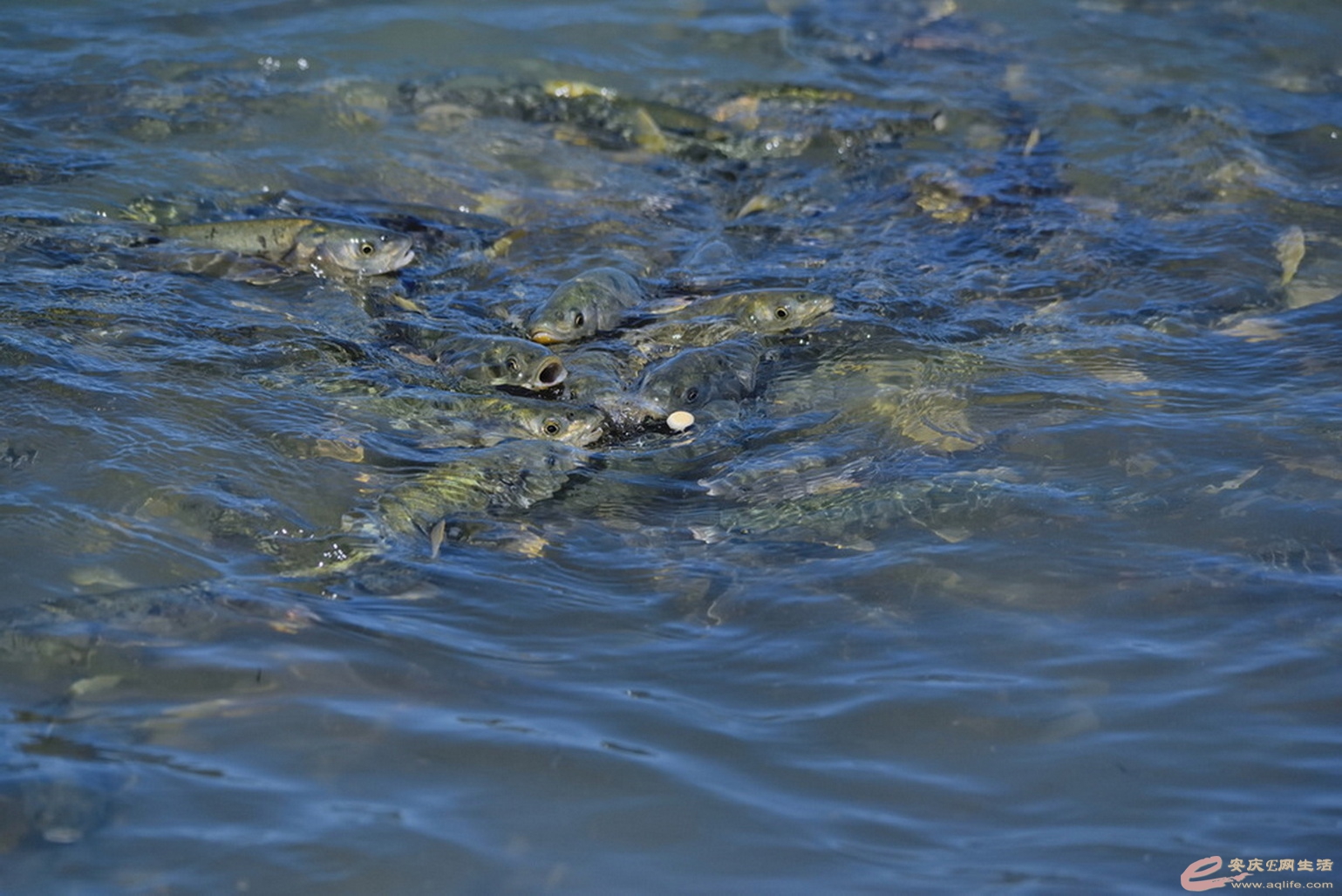 DSC_1844.JPG