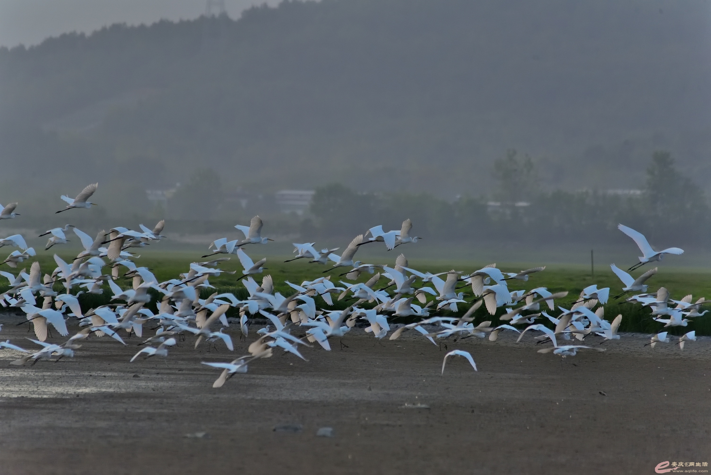 DSC_3196.JPG