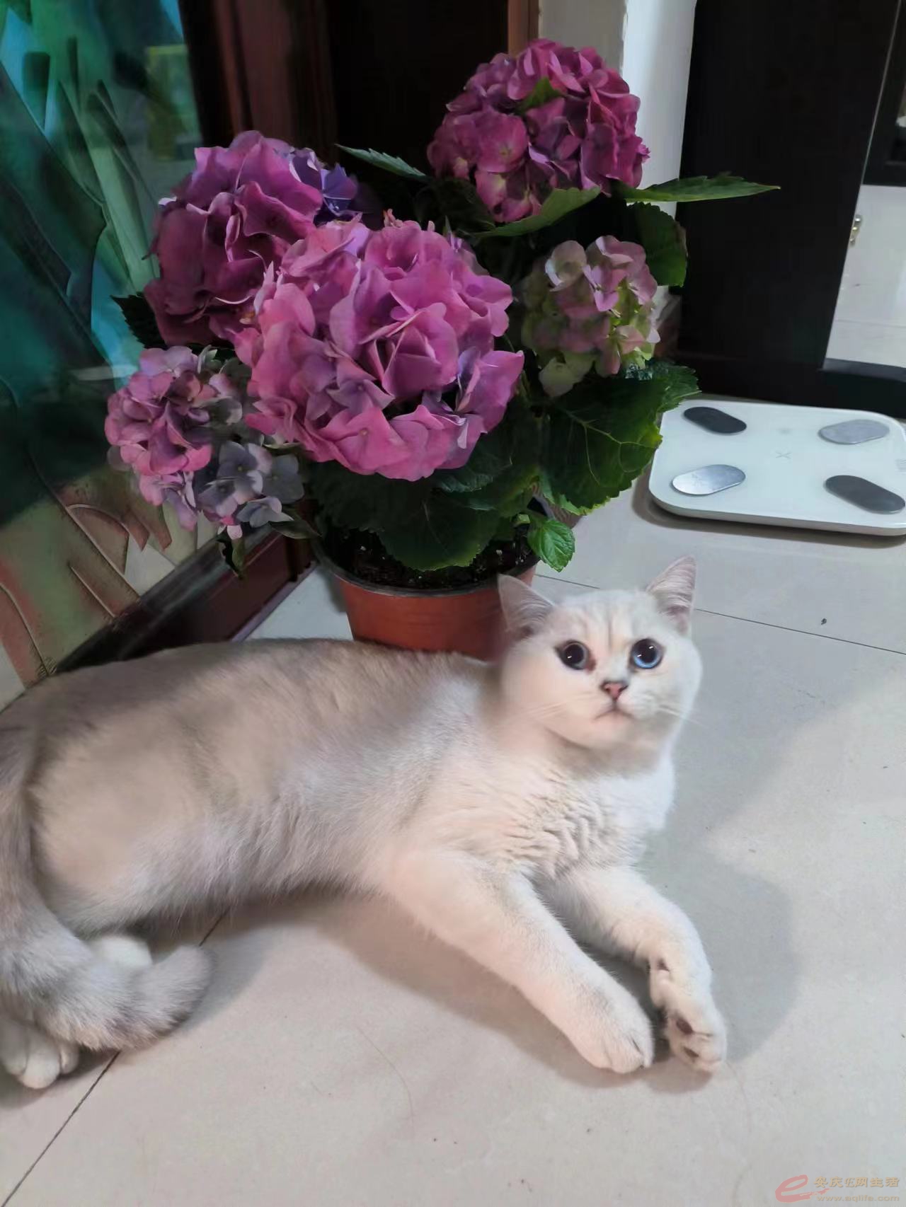 һӢ㹫è