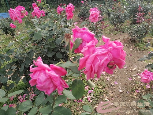 IMG_20240501_161636.jpg